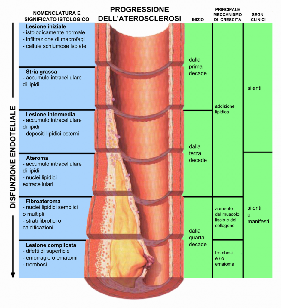 Endo_dysfunction_Athero-it[1]