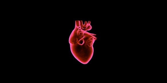 anatomia del cuore riassunto per infermieri