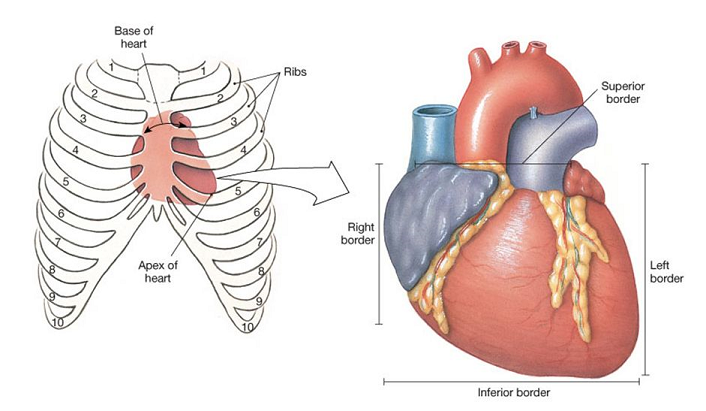 orientamento del cuore all'interno della cassa toracica