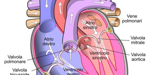 Conformazione interna del cuore crediti Wikipedia Commons