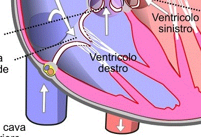 Conformazione interna del cuore ventricolo destro crediti Wikipedia Commons