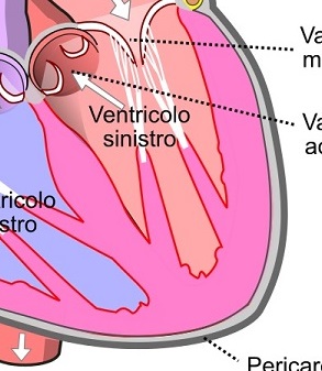 Conformazione interna del cuore ventricolo sinistro crediti Wikipedia Commons