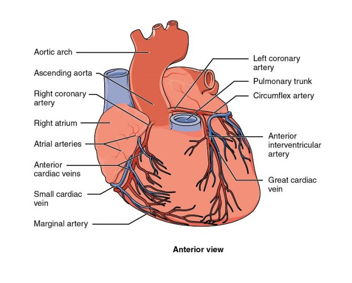 arterie coronarie riassunto per infermieri Licenza CCBY3.0 modificata http://cnx.org/content/col11496/1.6/
