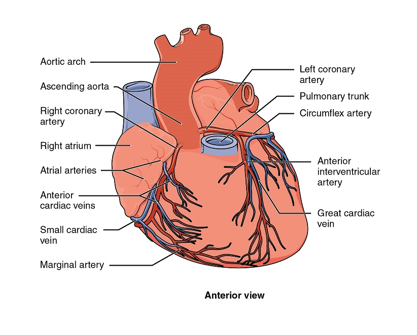 arterie coronariche riassunto per infermieri Licenza CCBY3.0 modificata http://cnx.org/content/col11496/1.6/