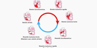 Ciclo cardiaco riassunto e completo in sette fasi