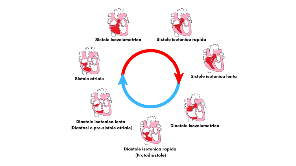 Ciclo cardiaco riassunto, completo e schematizzato con grafici 1 Ciclo cardiaco riassunto e fisiologia cardiaca