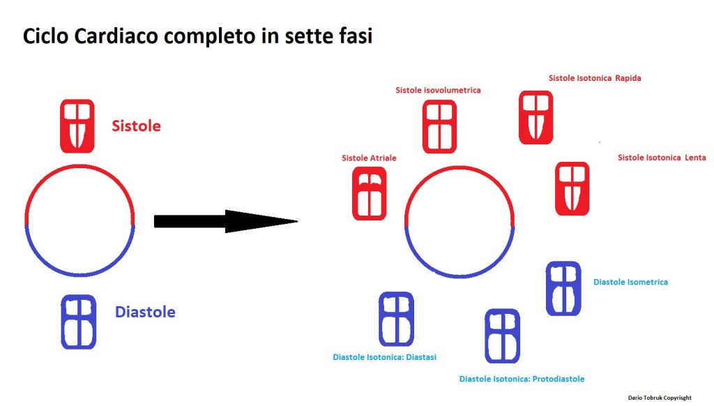 ciclo cardiaco riassunto e completo in sette fasi