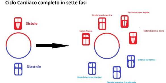 ciclo cardiaco riassunto e completo in sette fasi