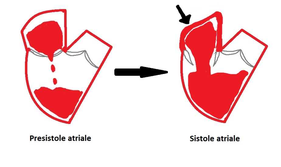 presistole atriale e sistole atriale