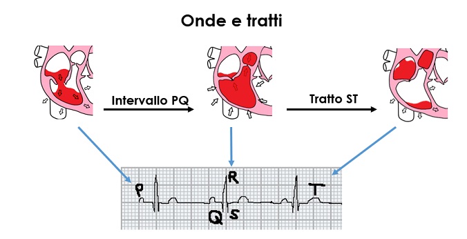 Leggere l'ecg: i nomi delle onde elettriche. Dario Tobruk ®.