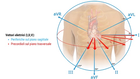 Triangolo di Einthoven e derivazioni ECG: una spiegazione semplice