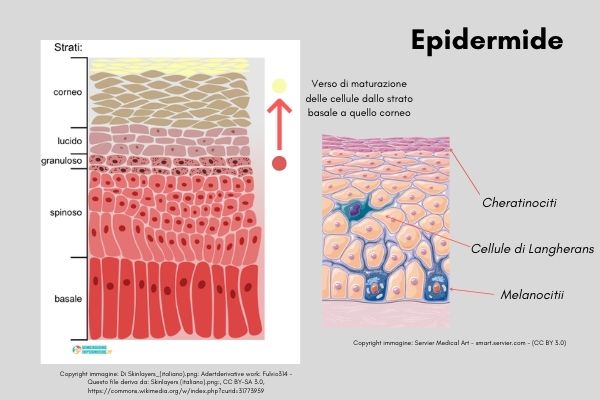 Epidermide - immagine modificata di Skinlayers di Fulvio134 Wikicommons CC BY-SA 3.0