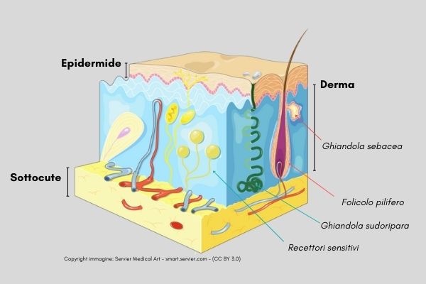 Derma immagine modificata Copyright immagine Servier Medical Art - smart.servier.com - (CC BY 3.0)