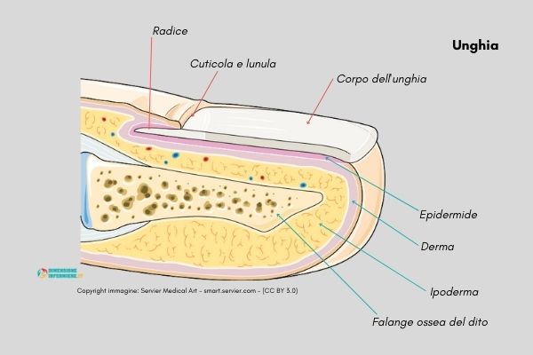 Unghia immagine modificata Copyright immagine Servier Medical Art - smart.servier.com - (CC BY 3.0)