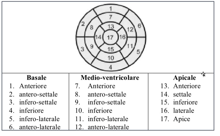 La mappa dei segmenti cardiaci: come orientarsi quando parliamo di infarto 2 Segmenti cardiaci. Foto tratta dal documento "Raccomandazioni procedurali in cardiologia" del Gruppo Italiano di Cardiologia Nucleare (GICN)