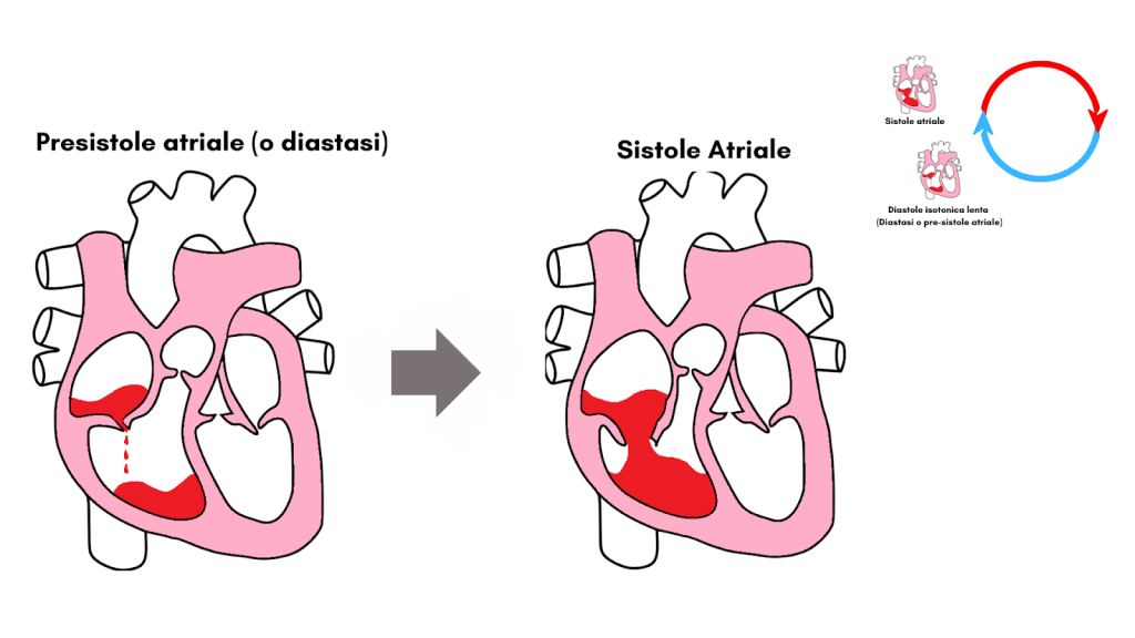 Ciclo cardiaco riassunto, completo e schematizzato con grafici 2 Dalla pre-sistole alla sistole atriale.