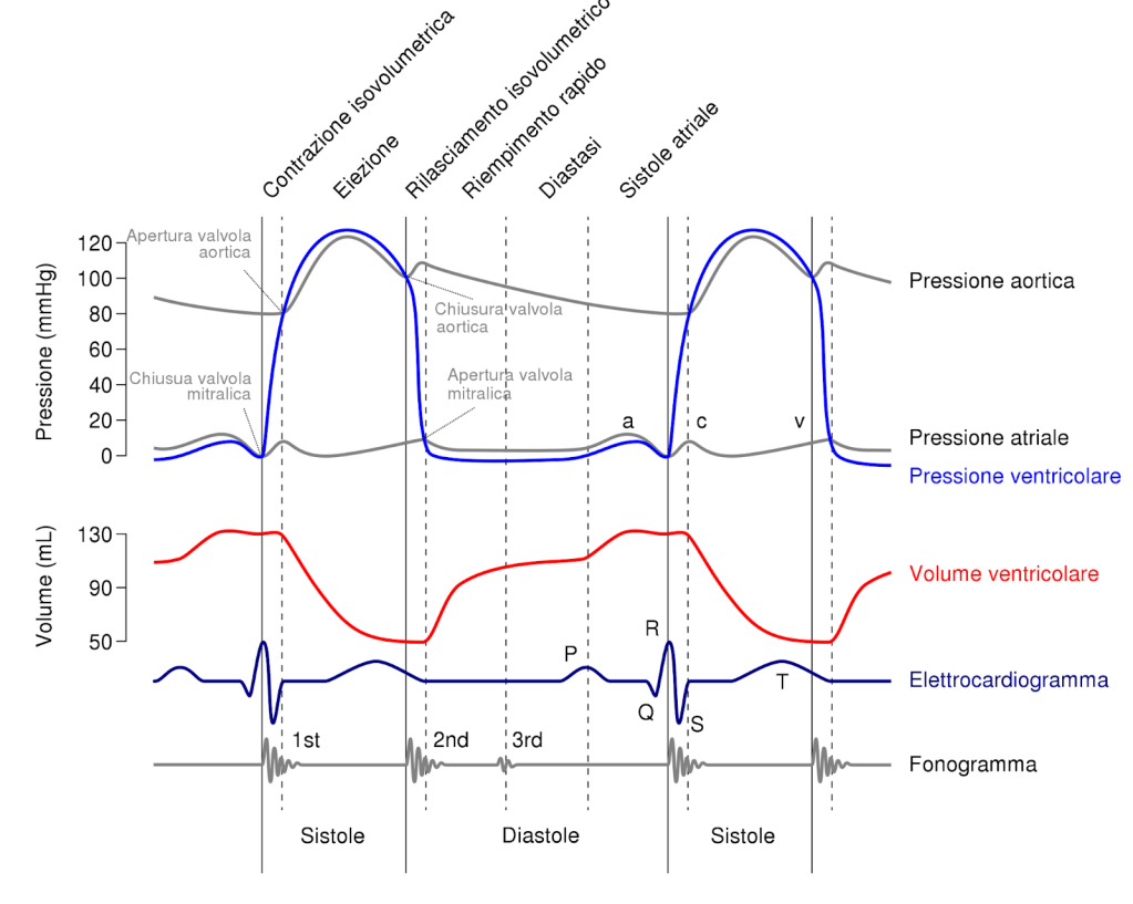Ciclo cardiaco riassunto, completo e schematizzato con grafici 4 Diagramma di Wiggers Wimedia Commons