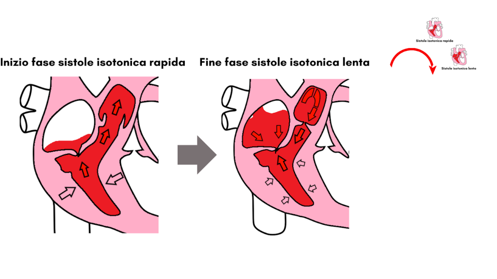 Ciclo cardiaco riassunto, completo e schematizzato con grafici 5 Sistole isotonica rapida e lenta