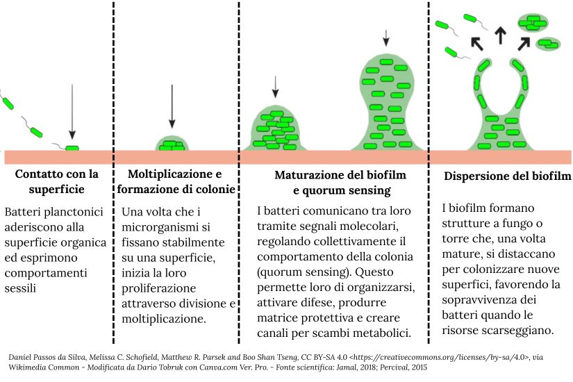 Formazione del biofilm in fasi. Copyright da Silva CC BY SA 4.0 Wikimedia Common Modificata da Dario Tobruk con Canva.com Ver. Pro. Fonte scientifica Jamal 2018