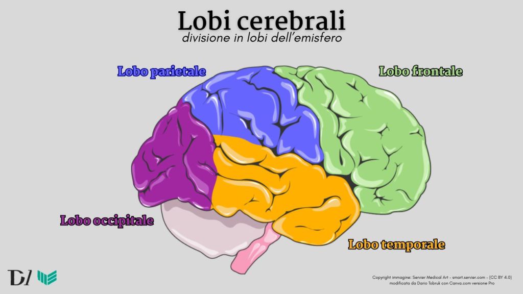 Illustrazione dell'emisfero destro e della sua divisione in lobi attraverso colori