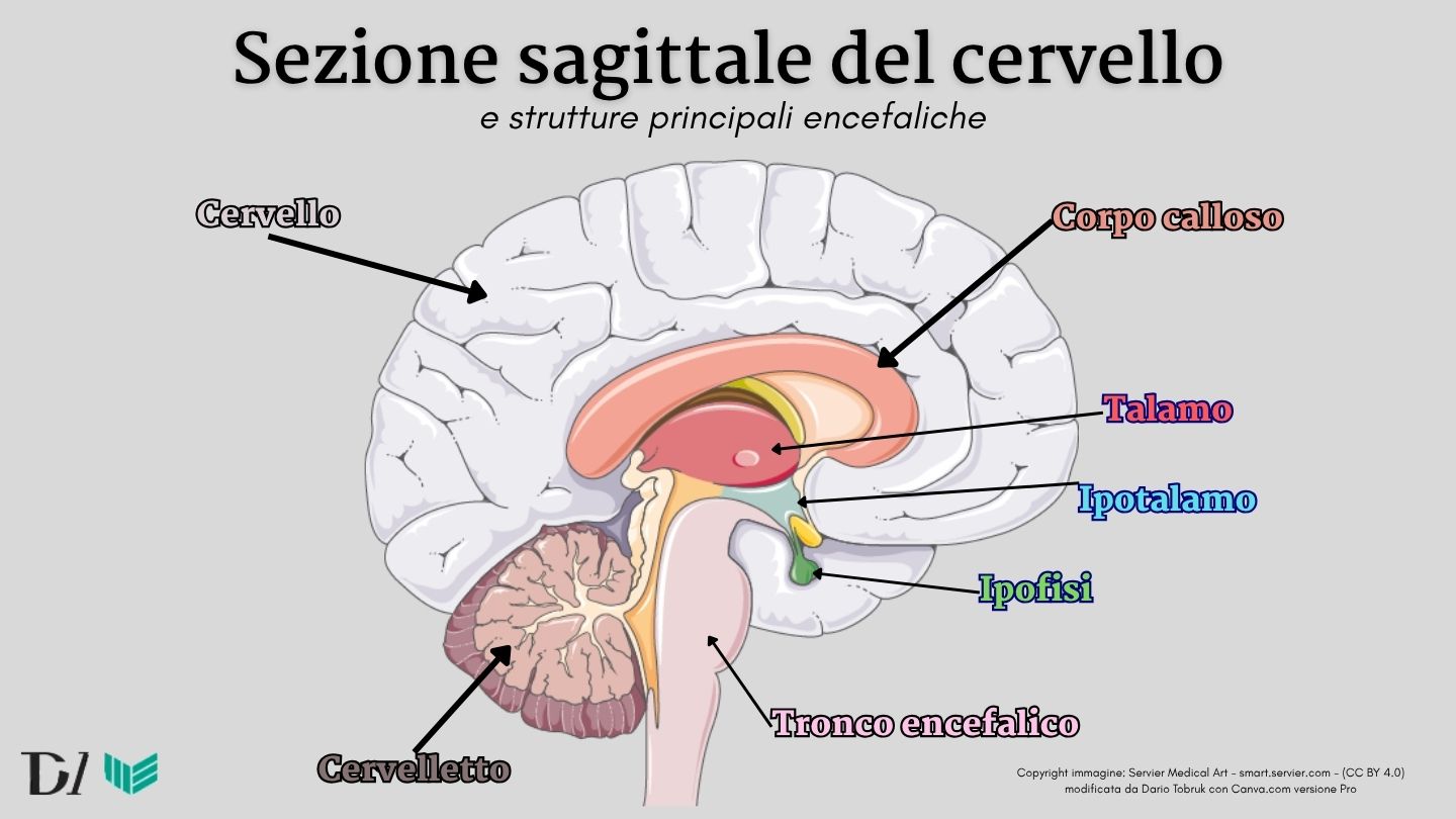 Cervello: riassunto di anatomia e fisiologia per studenti
