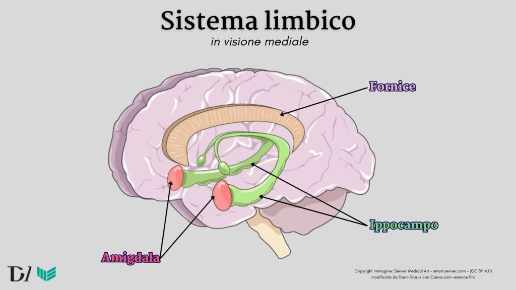 Sistema limbico in visione mediale Copyright immagine Servier Medical Art smart.servier.com CC BY 4.0 modificata da Dario Tobruk con Canva.com versione Pro