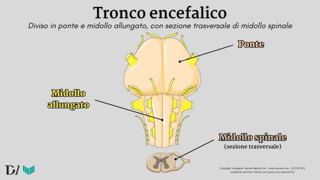 Illustrazione medica di un Tronco encefalico diviso in ponte e midollo allungato, con sezione trasversale di midollo spinale.