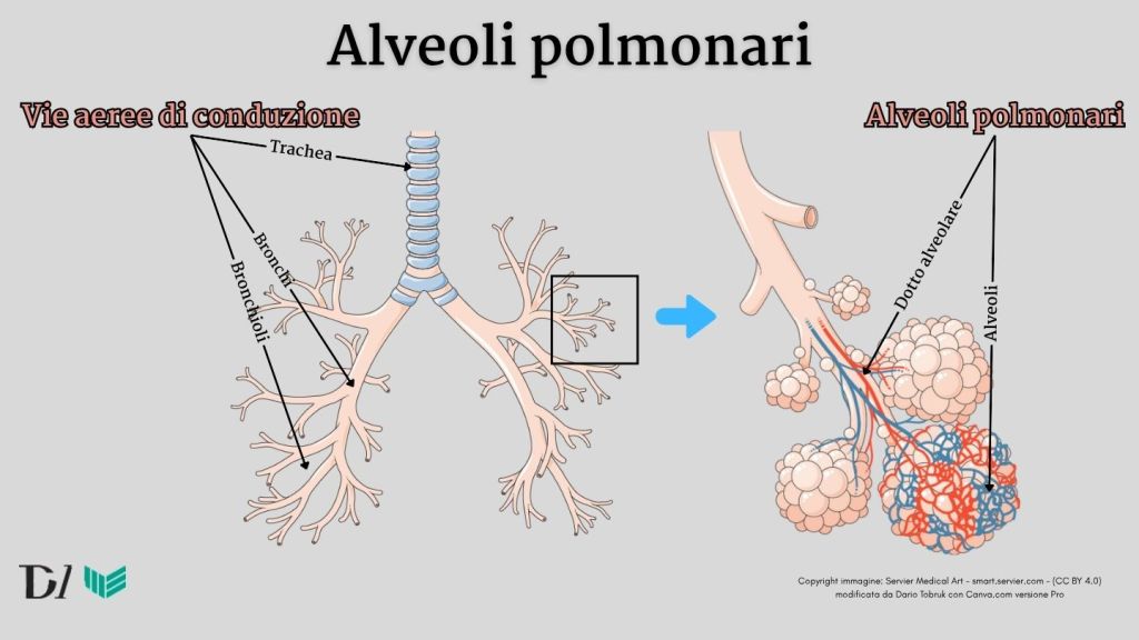 Vie aeree di conduzione trachea bronchi e bronchioli e alveoli polmonari dotto alveolare e alveoli Copyright immagine Servier Medical Art smart.servier.com CC BY 4.0 modificata da Dar