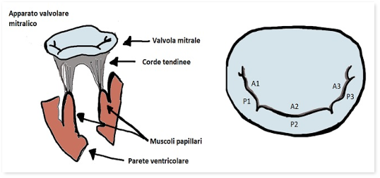 Apparato valvolare mitralico. Illustrazione di Dario Tobruk ©